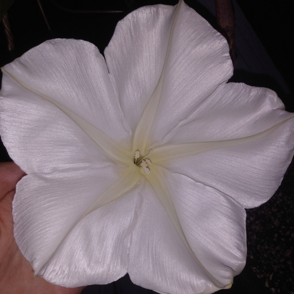 Meet your Posher, Leahanna